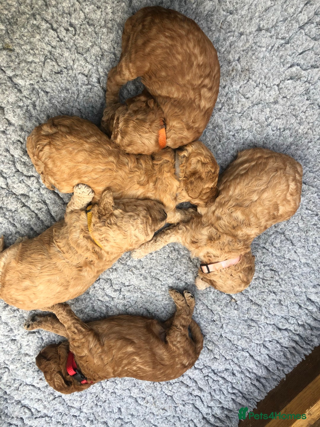 Miniature Poodle dogs for stud: Proven extensively health tested KC RED poodle in Swansea - Image 17