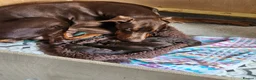Dobermann dogs for sale: Dobermann puppies  in Maidstone - Advert 2