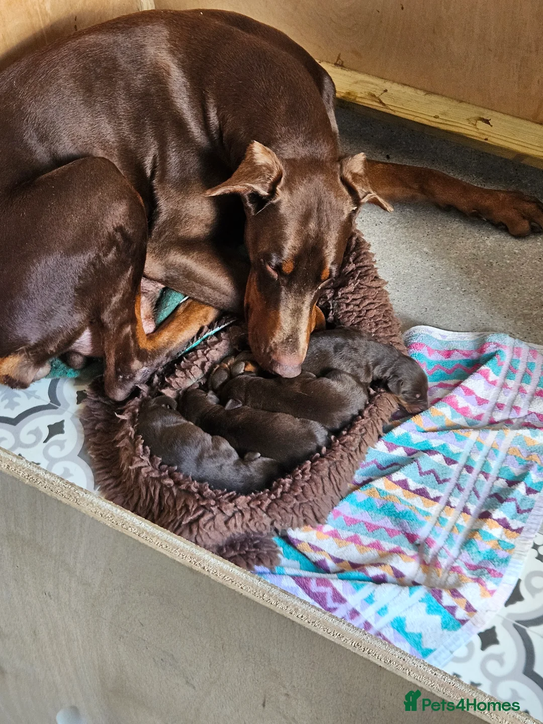 Dobermann dogs for sale: Dobermann puppies  in Maidstone - Advert 2