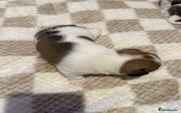 Jack Russell dogs for sale: Tri short legged jack Russell puppies - Image 9