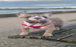 French Bulldog dogs for sale: Full ** French bulldog  - Image 3