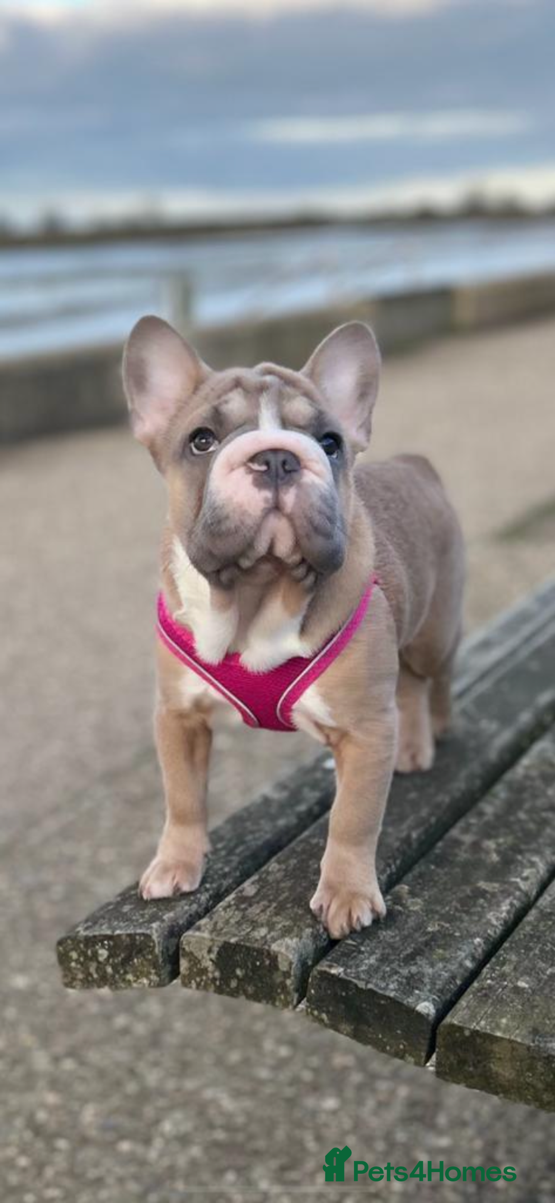 French Bulldog dogs for sale: Full ** French bulldog  - Image 3