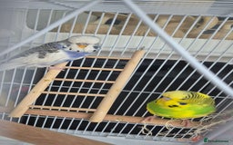 Budgerigars birds for sale: Pair of Young Budgies with Cage  - Image 2