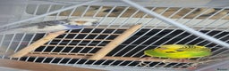 Budgerigars birds for sale: Pair of Young Budgies with Cage  - Advert 2