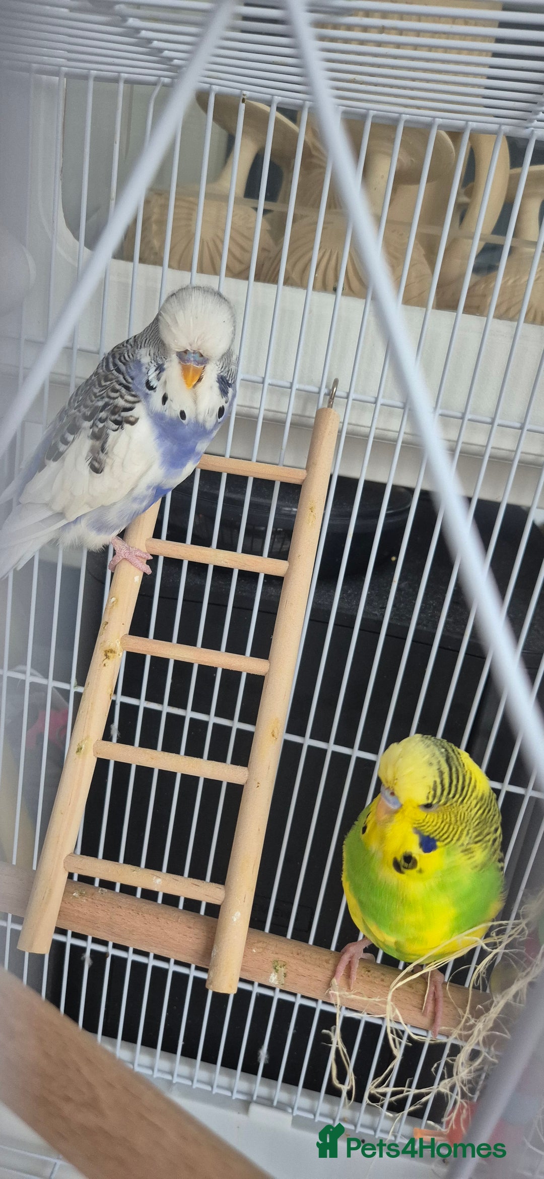 Budgerigars birds for sale: Pair of Young Budgies with Cage  - Image 2