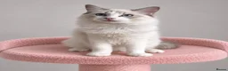 Ragdoll cats for sale: Beautiful TICA Registered Ragdoll Kittens - Advert 28