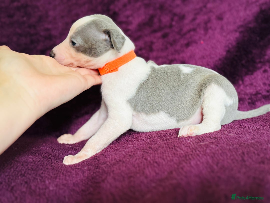 Whippet dogs for sale: All found homes-Beautiful Blue and White Parti BOY - Image 13