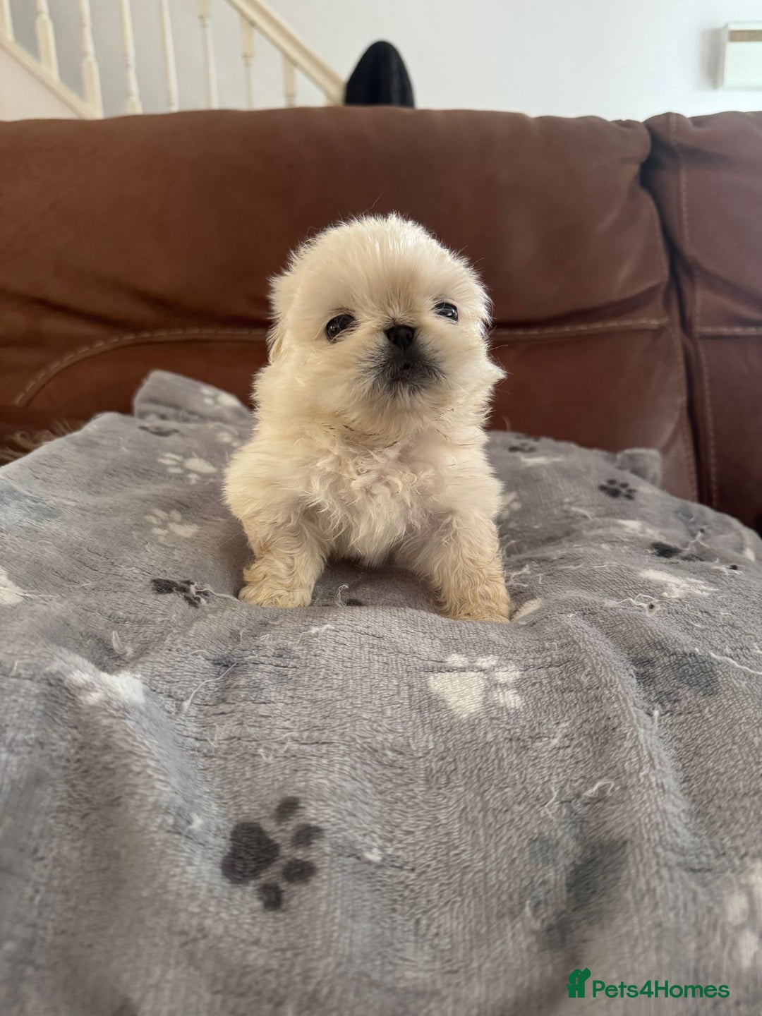 Pekingese dogs for sale: Pekingese puppy (3 girls and 3 boys left) - Image 12