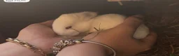 Netherland Dwarf rabbits for sale: White female rabbit in Shipley - Advert 4