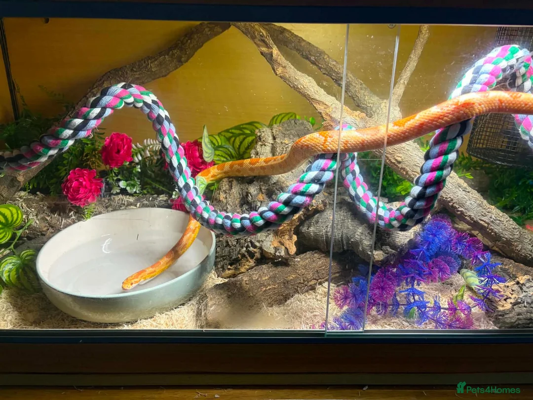 Corn Snake reptiles for sale: Corn snake with full set up - Advert 1