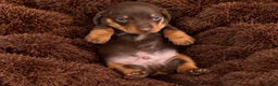 Dachshund dogs for sale: Miniature dachshund puppy  - Advert 6