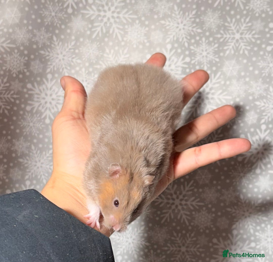 Hamster rodents for sale: STUNNING TAME PEDIGREE SYRIAN HAMSTERS - Advert 10