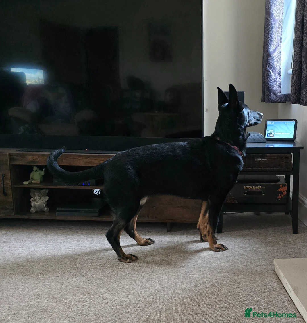 German Shepherd dogs for sale: 4 Year old female german shepherd  - Advert 2