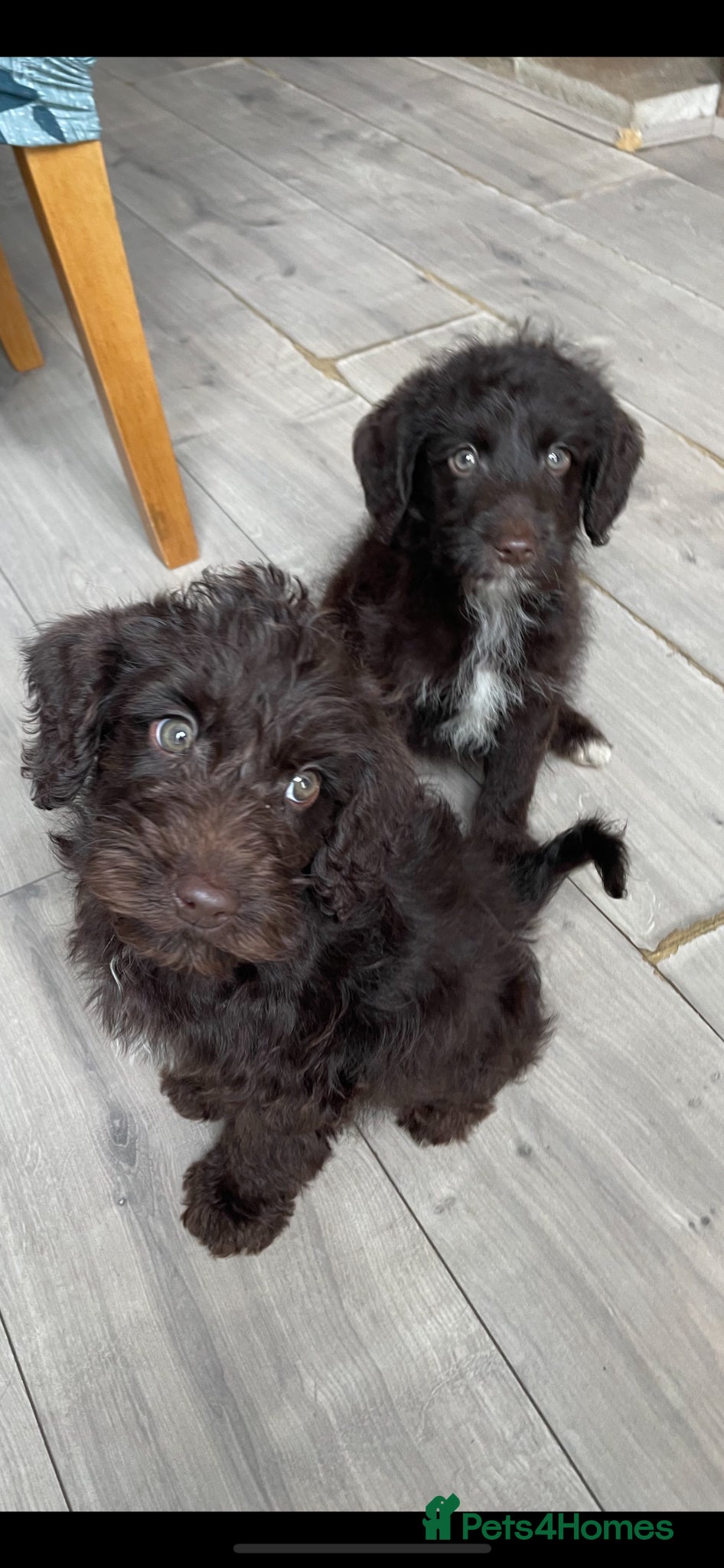 Labradoodle dogs Chocolate miniature labradoodle puppies - Advert 4