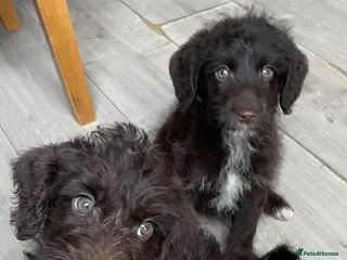 Labradoodle dogs Chocolate miniature labradoodle puppies - Advert 4