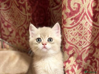 British Shorthair cats One Blue Gold Boy left - Advert 12