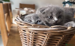 Scottish Fold cats for sale: Beautiful British Shorthair Scottish Fold Kittens - Advert 17