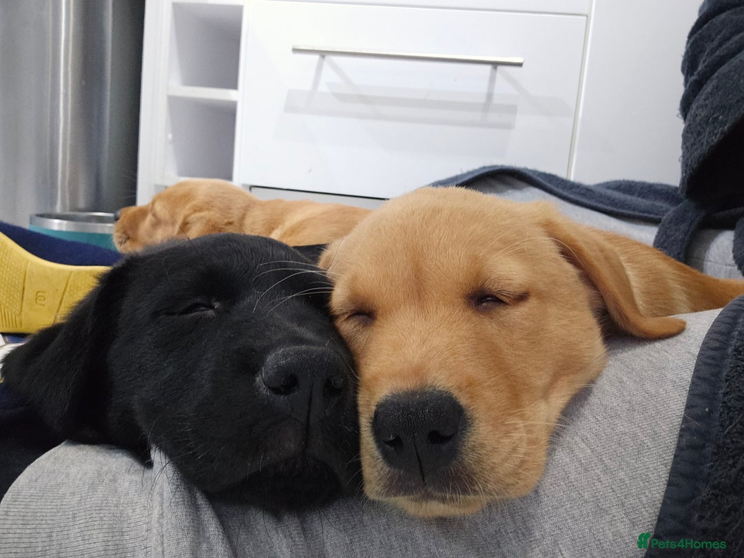 Labrador Retriever dogs for sale: 3 little girls for sale - Image 3
