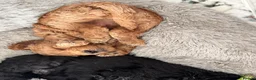 Goldendoodle dogs for sale: F1BB Goldendoodles - Advert 22