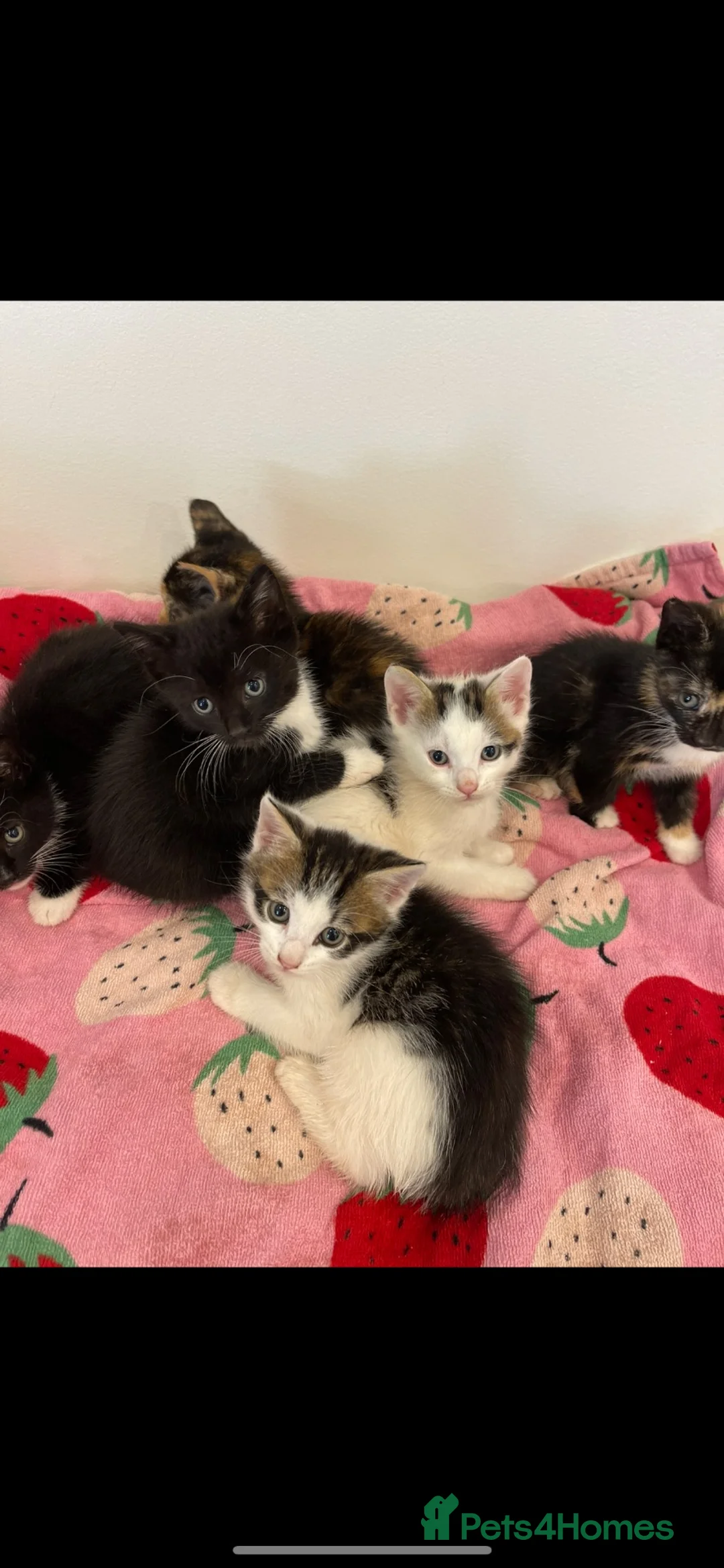 Mixed Breed cats for sale: 2 Black & White Tuxedo kittens remaining  in London - Advert 2