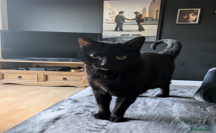 Bombay cats - Advert 1