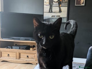 Bombay cats - Advert 20