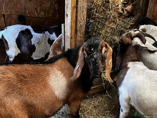 Goats livestock Male Goats for sale Billy and wether - Advert 6
