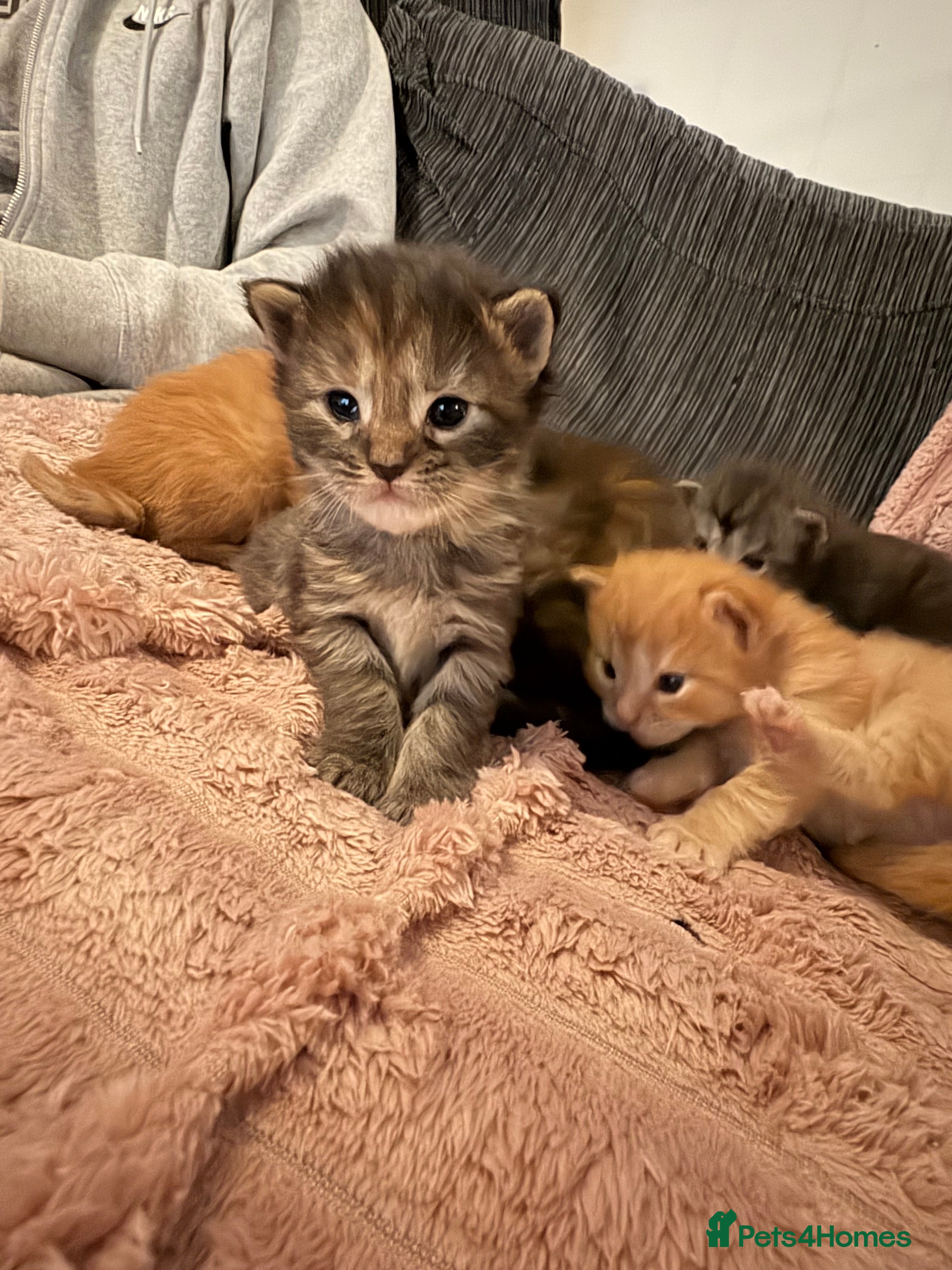 Maine Coon cats TICA registered Maine coon kittens rare red girl  - Advert 17