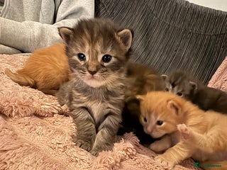 Maine Coon cats TICA registered Maine coon kittens rare red girl - Advert 13