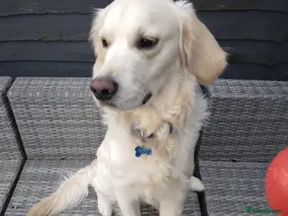 Golden Retriever dogs Golden retriever stud - Advert 2