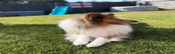 Rough Collie dogs for stud: Rough collie for stud  - Advert 3