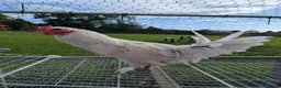 Chickens poultry for sale: Mixed Emerald and Bantam Sablepoot cockerel in Clevedon - Advert 2
