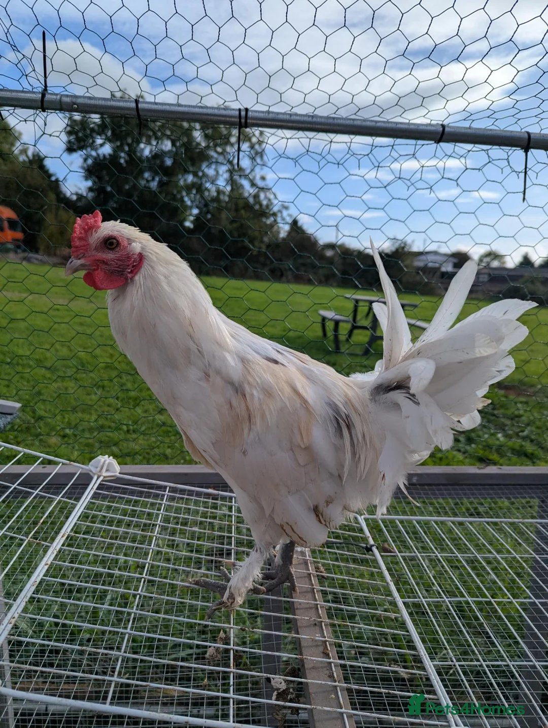 Chickens poultry for sale: Mixed Emerald and Bantam Sablepoot cockerel in Clevedon - Advert 2