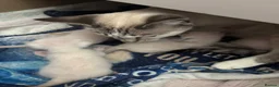 Siamese cats for sale: Siamese–Oriental mix - Advert 5