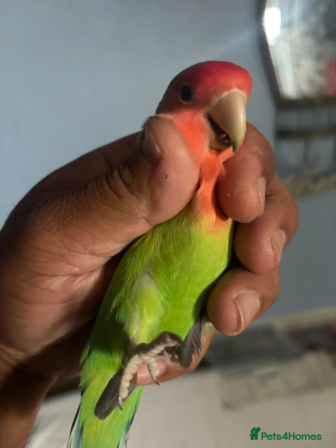 Lovebirds birds for sale: Lovely young birds for sale - Advert 2