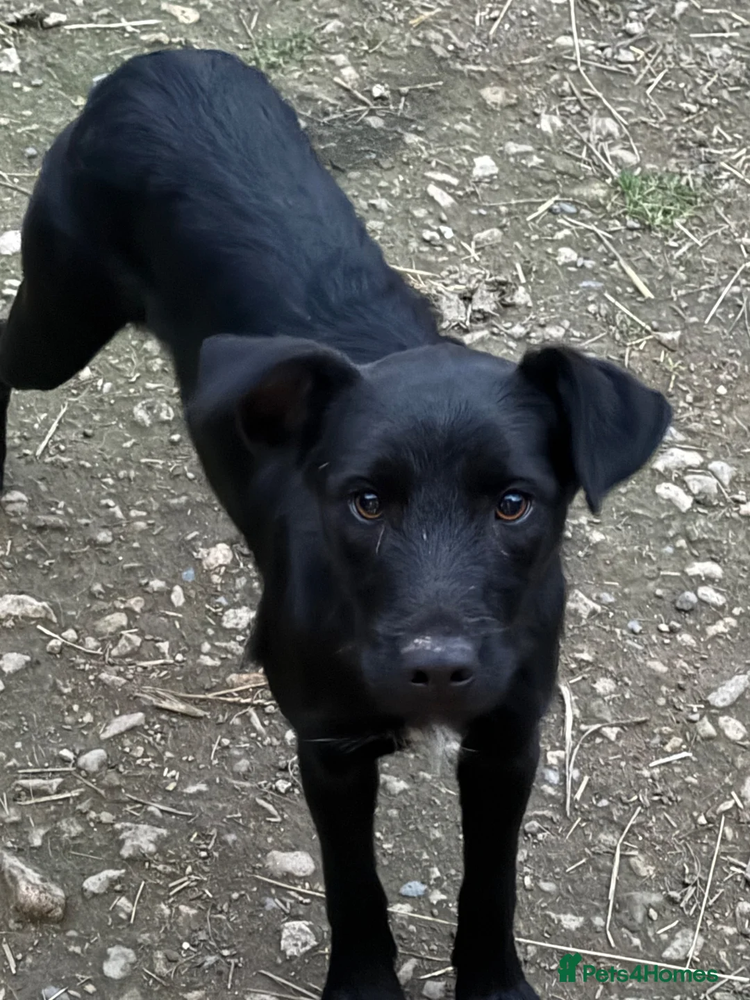 Mixed Breed dogs for sale: Seeking loving Active Parents for Tess - Advert 2