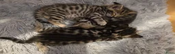 Mixed Breed cats for sale: 4 beautiful kittens looking for loving homes 🐾 - Advert 7