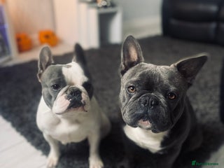 French Bulldog dogs - Advert 3