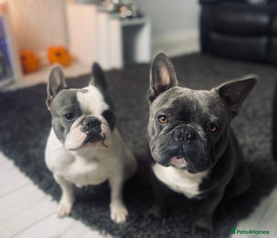 French Bulldog dogs - Advert 2