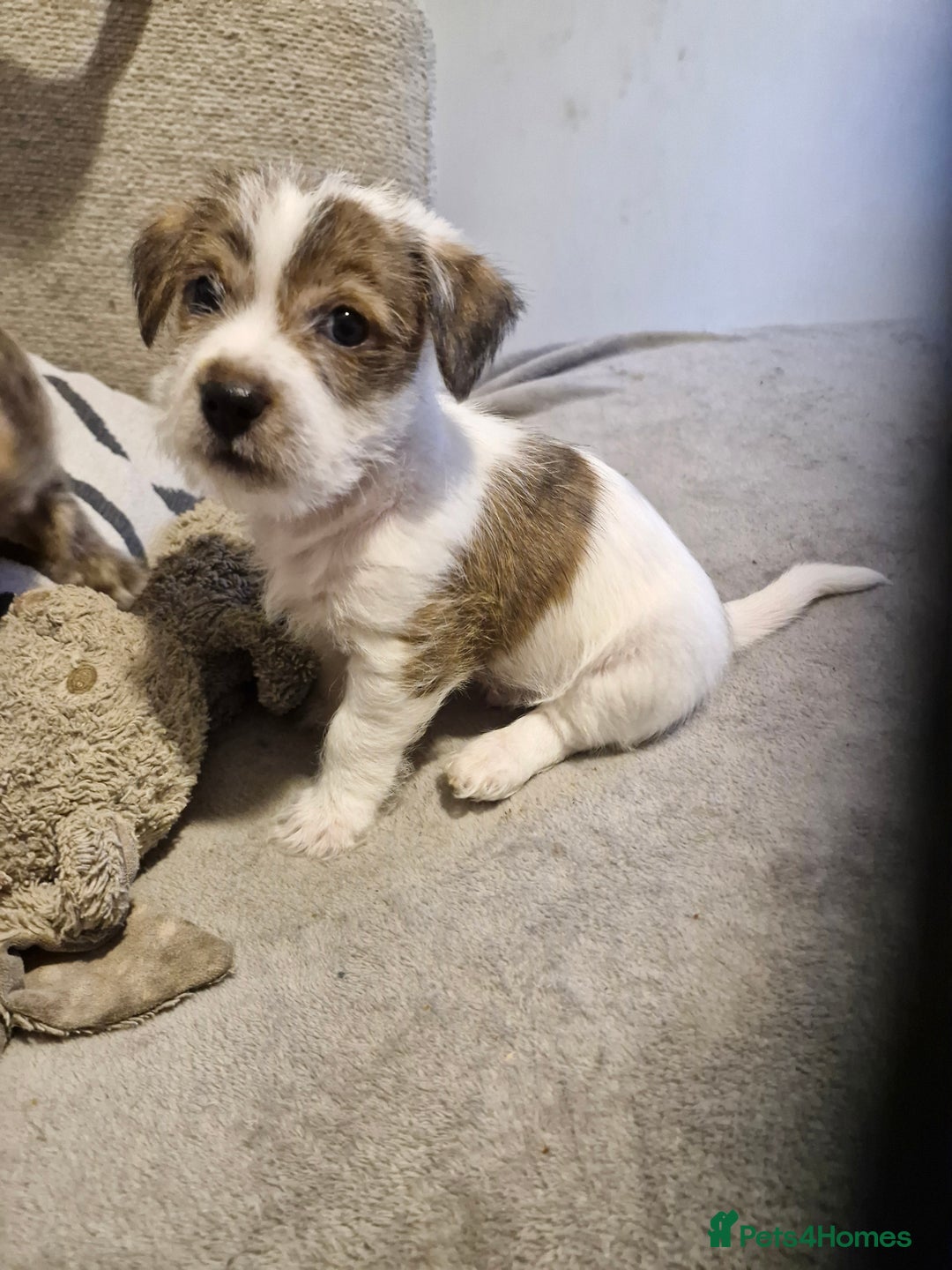 Mixed Breed dogs for sale: 3 beautiful malshi x Jack russell cross puppies  - Advert 10