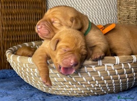 Labrador Retriever dogs - Advert 3