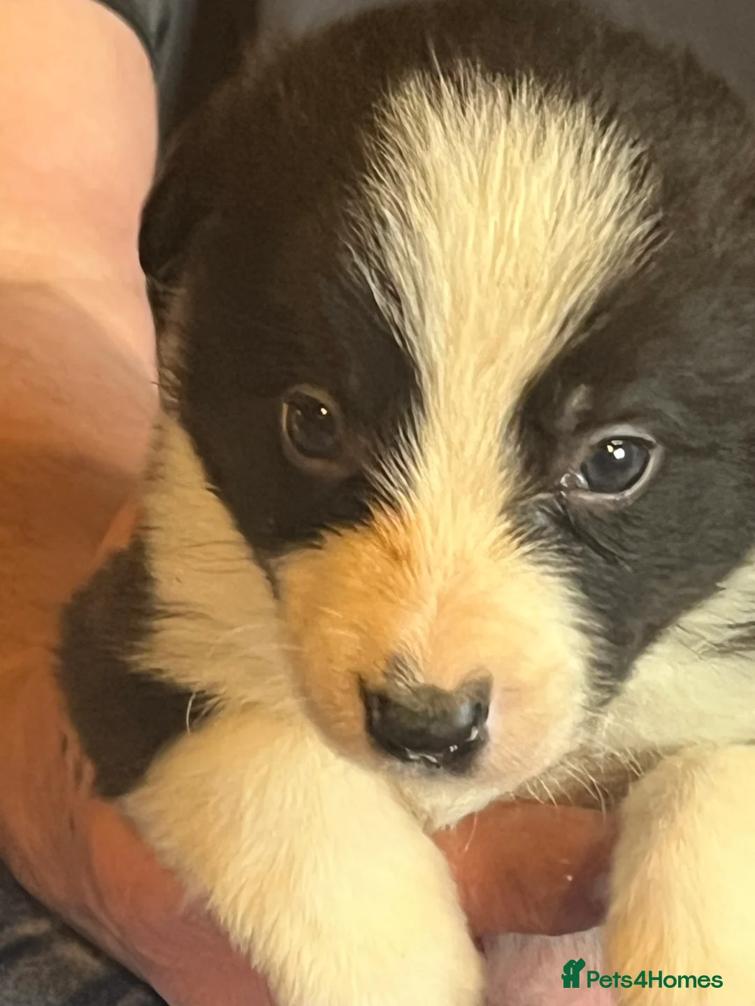 Border Collie dogs for sale: Border collie puppies, excellent litter!!  - Advert 11