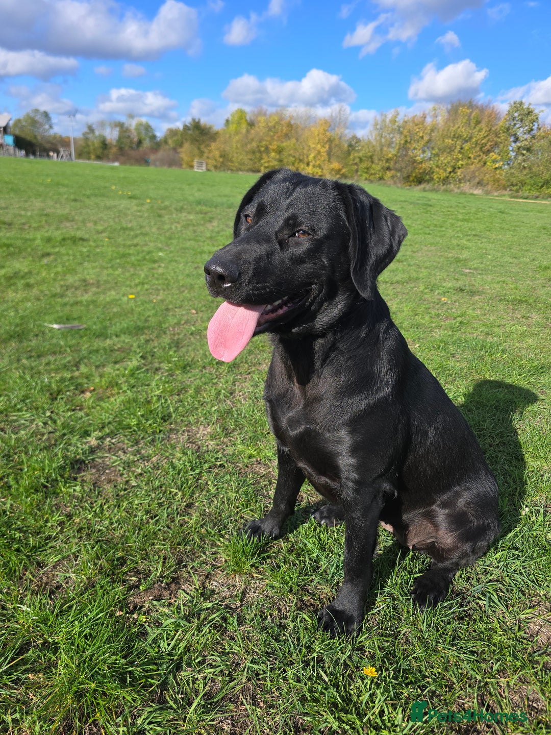 Labrador Retriever dogs for sale: Highly Trained Labrador  - Advert 1