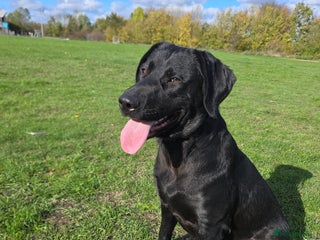 Labrador Retriever dogs Highly Trained Labrador - Advert 5