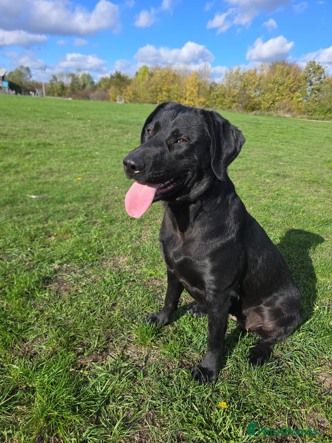 Labrador Retriever dogs for sale: Highly Trained Labrador  - Advert 1
