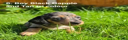 Miniature Dachshund dogs for sale: 🐾 Beautiful Miniature Dachshund Puppies 🐾 - Advert 4