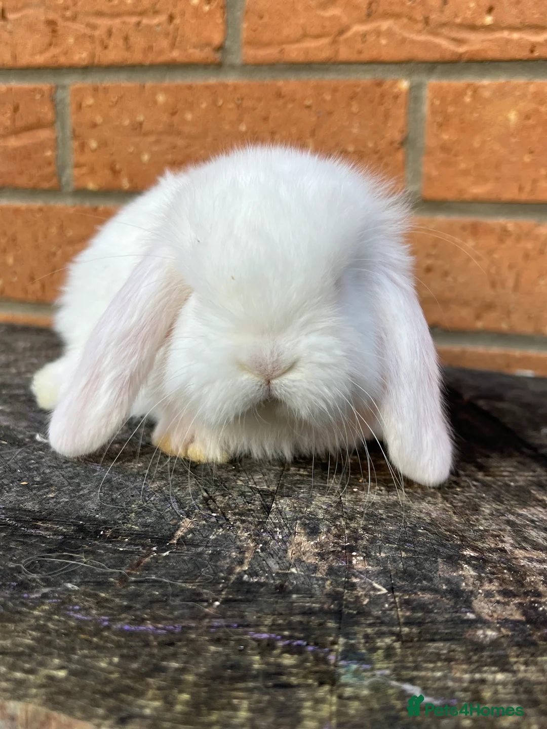 French Lop rabbits for sale: French Lops from Lincolnshire Lops - Advert 6
