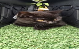 British Shorthair cats for sale: Stunning Pedigree British Shorthair Kittens in Portsmouth - Image 28