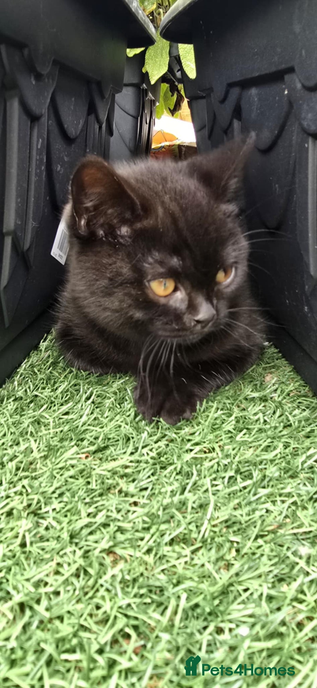 British Shorthair cats for sale: Stunning Pedigree British Shorthair Kittens in Portsmouth - Image 28