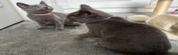 Russian Blue cats for sale: Russian Blue Kittens  - Advert 31